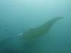 152 - Maldives8-2 Kotte Rock Mantas