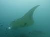 154 - Maldives8-2 Kotte Rock Mantas