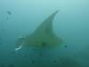 155 - Maldives8-2 Kotte Rock Mantas