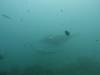 156 - Maldives8-2 Kotte Rock Mantas