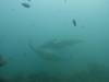 157 - Maldives8-2 Kotte Rock Mantas