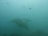 158 - Maldives8-2 Kotte Rock Mantas