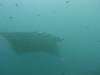 159 - Maldives8-2 Kotte Rock Mantas