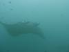 160 - Maldives8-2 Kotte Rock Mantas