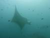 161 - Maldives8-2 Kotte Rock Mantas