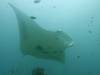 162 - Maldives8-2 Kotte Rock Mantas