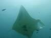 163 - Maldives8-2 Kotte Rock Mantas