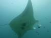 164 - Maldives8-2 Kotte Rock Mantas