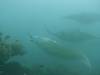 165 - Maldives8-2 Kotte Rock Mantas