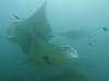 167 - Maldives8-2 Kotte Rock Mantas