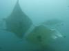 168 - Maldives8-2 Kotte Rock Mantas