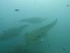 169 - Maldives8-2 Kotte Rock Mantas