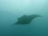 170 - Maldives8-2 Kotte Rock Mantas