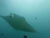 171 - Maldives8-2 Kotte Rock Mantas