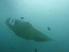 172 - Maldives8-2 Kotte Rock Mantas