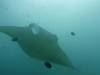 173 - Maldives8-2 Kotte Rock Mantas