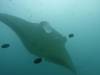 174 - Maldives8-2 Kotte Rock Mantas