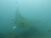 175 - Maldives8-2 Kotte Rock Mantas