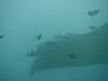 176 - Maldives8-2 Kotte Rock Mantas
