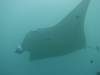 177 - Maldives8-2 Kotte Rock Mantas
