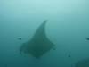 178 - Maldives8-2 Kotte Rock Mantas