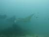 179 - Maldives8-2 Kotte Rock Mantas