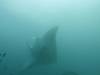 180 - Maldives8-2 Kotte Rock Mantas