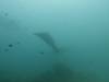 181 - Maldives8-2 Kotte Rock Mantas