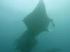 182 - Maldives8-2 Kotte Rock Mantas