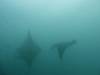 183 - Maldives8-2 Kotte Rock Mantas