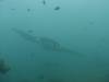 184 - Maldives8-2 Kotte Rock Mantas