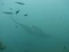 185 - Maldives8-2 Kotte Rock Mantas