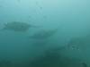 186 - Maldives8-2 Kotte Rock Mantas