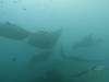 187 - Maldives8-2 Kotte Rock Mantas