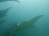 188 - Maldives8-2 Kotte Rock Mantas