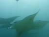 189 - Maldives8-2 Kotte Rock Mantas