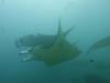 191 - Maldives8-2 Kotte Rock Mantas