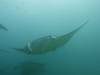 192 - Maldives8-2 Kotte Rock Mantas