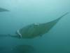 193 - Maldives8-2 Kotte Rock Mantas