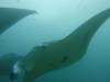 194 - Maldives8-2 Kotte Rock Mantas