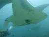 195 - Maldives8-2 Kotte Rock Mantas