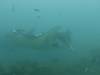 197 - Maldives8-2 Kotte Rock Mantas