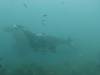 198 - Maldives8-2 Kotte Rock Mantas