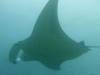 199 - Maldives8-2 Kotte Rock Mantas