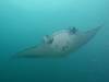 351 - Maldives8-2 Kotte Rock Mantas