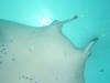 352 - Maldives8-2 Kotte Rock Mantas