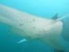 354 - Maldives8-2 Kotte Rock Mantas