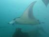 355 - Maldives8-2 Kotte Rock Mantas