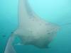356 - Maldives8-2 Kotte Rock Mantas