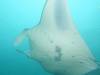 357 - Maldives8-2 Kotte Rock Mantas